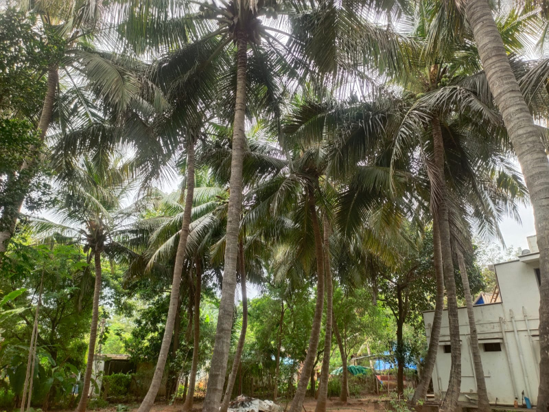 2 BHK Villa 170000 Sq.ft. for Sale in Ammapettai, Thanjavur