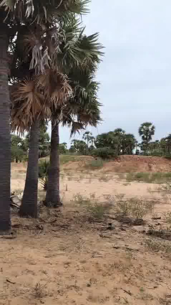  Agricultural Land 650 Cent for Sale in Sayalgudi, Ramanathapuram