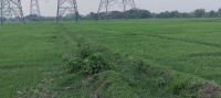  Agricultural Land for Sale in Bakewar, Etawah