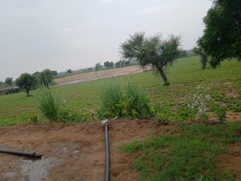  Agricultural Land 12 Bigha for Sale in Degana, Nagaur