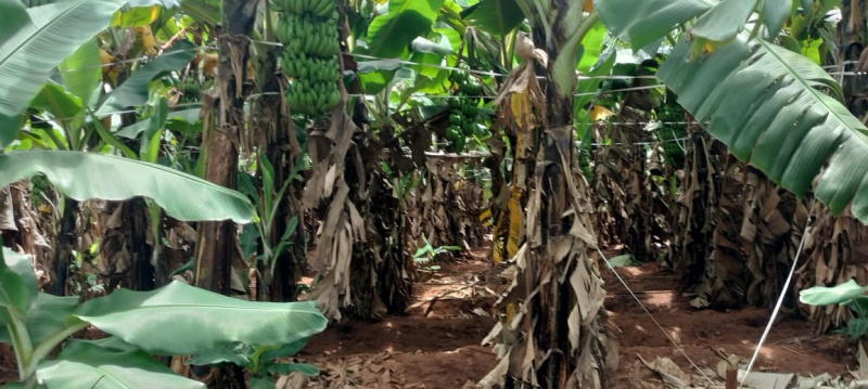  Agricultural Land 5 Acre for Sale in T Narasipura Road, Mysore