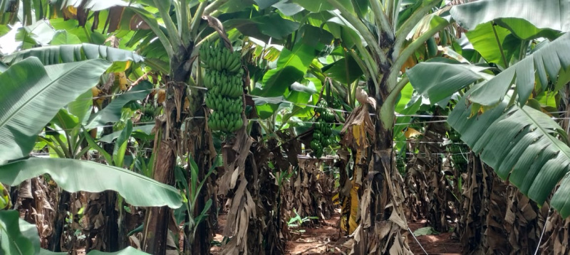  Agricultural Land 5 Acre for Sale in T Narasipura Road, Mysore