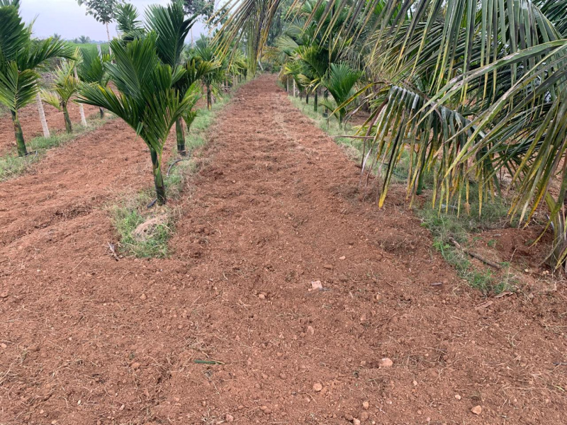  2 Acre Agricultural/Farm Land for Sale in Bannur Road, Mysore