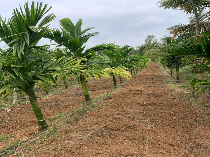  2 Acre Agricultural/Farm Land for Sale in Bannur Road, Mysore