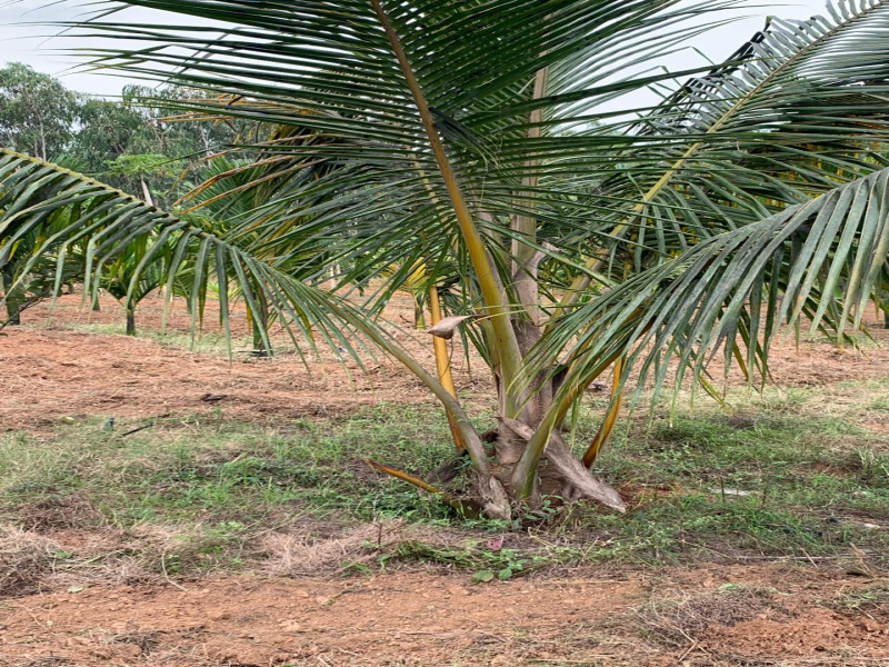  2 Acre Agricultural/Farm Land for Sale in Bannur Road, Mysore