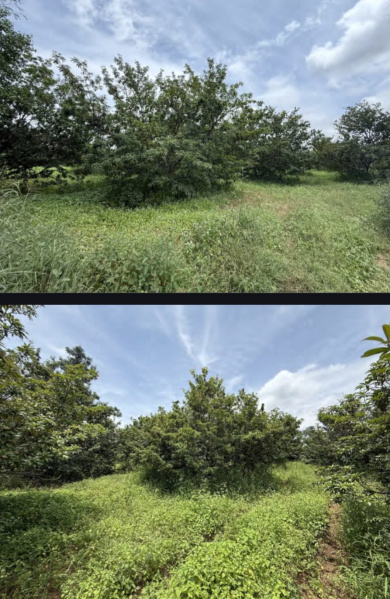  30 Acre Agricultural/Farm Land for Sale in Hunsur Road, Mysore