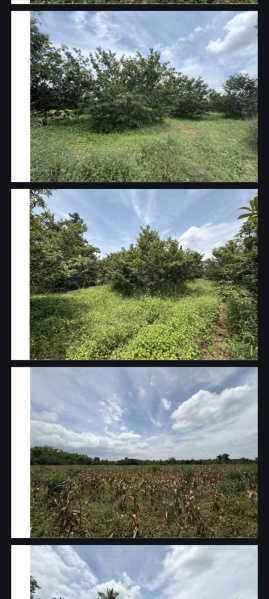  30 Acre Agricultural/Farm Land for Sale in Hunsur Road, Mysore