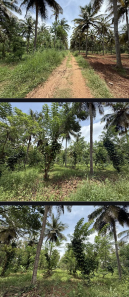  30 Acre Agricultural/Farm Land for Sale in Hunsur Road, Mysore