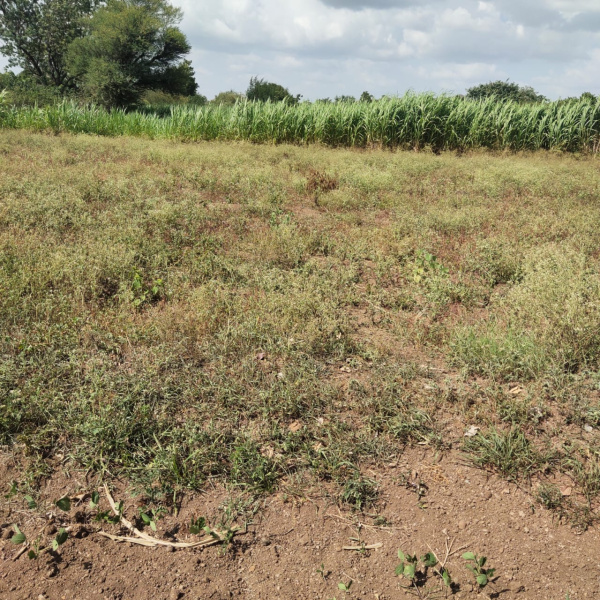  Agricultural Land 170 Guntha for Sale in Baramati, Pune