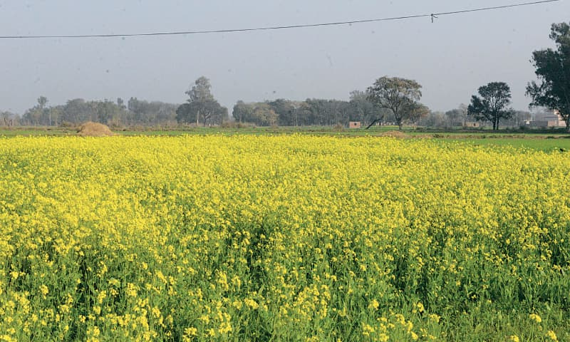  Agricultural Land 4 Acre for Sale in Sohna, Gurgaon