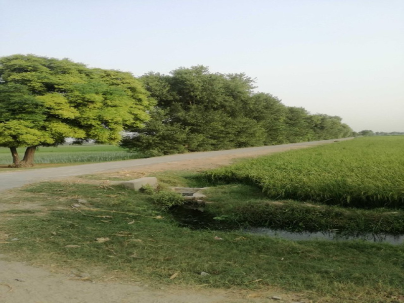  Agricultural Land 6 Bigha for Sale in Naugaon, Alwar