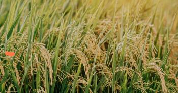  Agricultural Land for Sale in Harihar, Davanagere