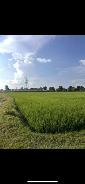  Agricultural Land 3 Acre for Sale in Puranpur, Pilibhit
