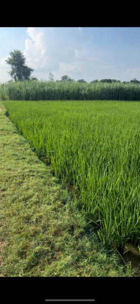  Agricultural Land 3 Acre for Sale in Puranpur, Pilibhit