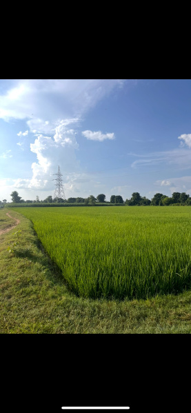  Agricultural Land 3 Acre for Sale in Puranpur, Pilibhit