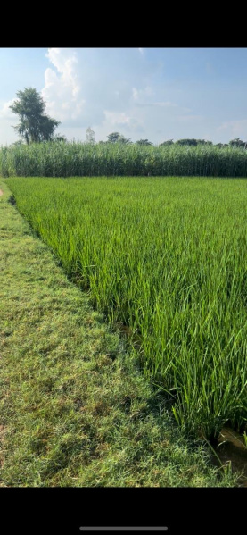  Agricultural Land 3 Acre for Sale in Puranpur, Pilibhit