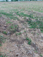  Agricultural Land for Sale in Miryalguda, Nalgonda