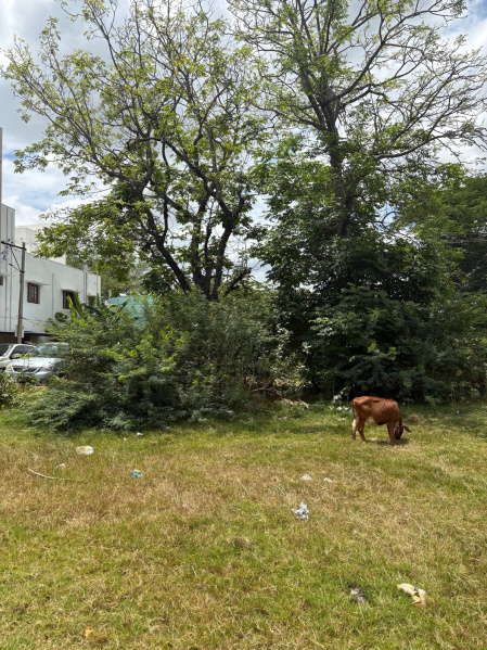  Residential Plot 1440 Sq.ft. for Sale in Avalurpet, Tiruvannamalai
