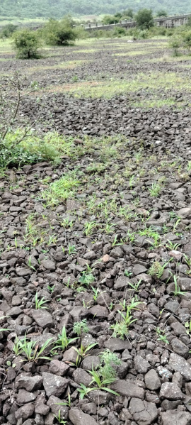 6 Acre Industrial Land for Sale in MIDC Kurkumbh, Pune