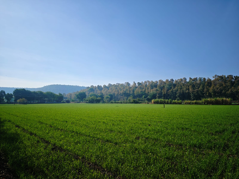  Agricultural Land 5 Acre for Sale in Simrol, Indore