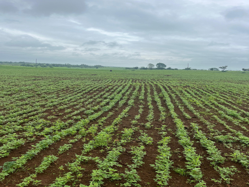  Agricultural Land 45 Sq.ft. for Sale in Maheshwar, Khargone