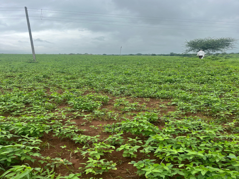  Agricultural Land 45 Sq.ft. for Sale in Maheshwar, Khargone
