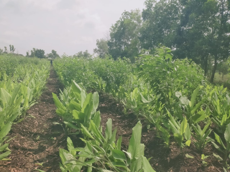 4840 Sq. Yards Agricultural/Farm Land for Sale in KPHB Colony, Kukatpally, Hyderabad