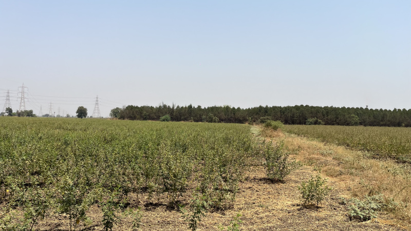  Agricultural Land 6 Acre for Sale in Jhagadia Gidc, Bharuch