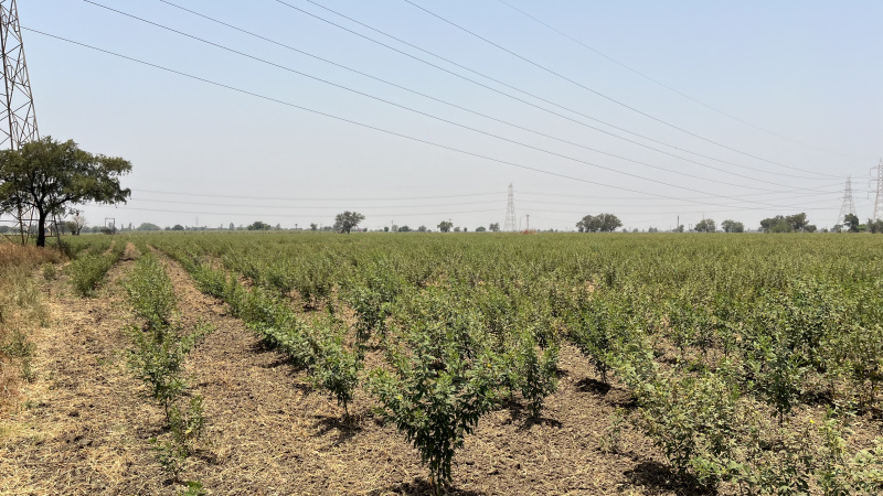  Agricultural Land 6 Acre for Sale in Jhagadia Gidc, Bharuch
