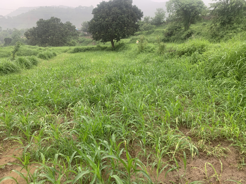  Residential Plot 10 Biswa for Sale in Baddi, Solan