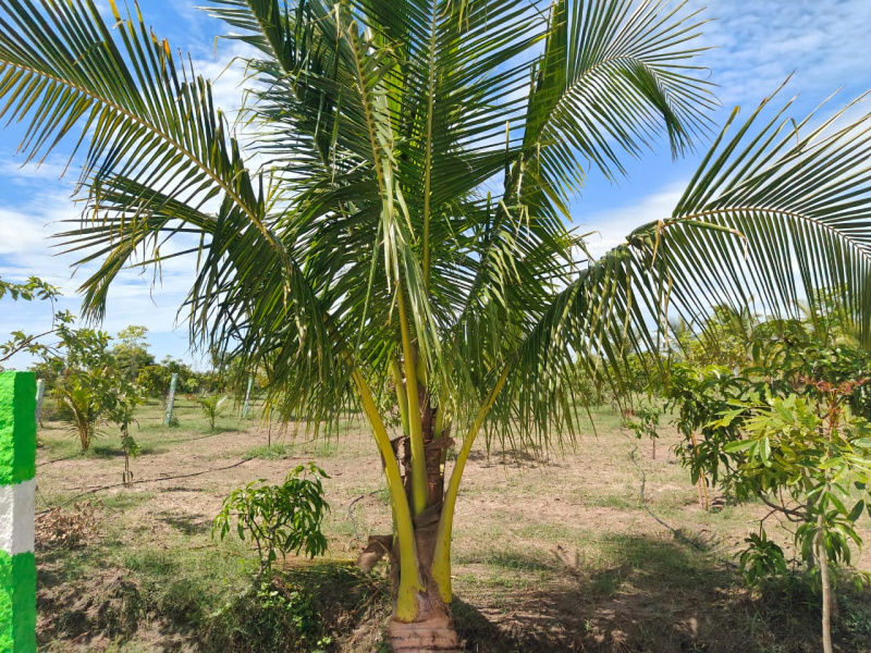  Agricultural Land 9600 Sq.ft. for Sale in Uthiramerur, Kanchipuram