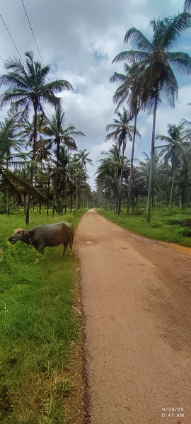  Agricultural Land 56628 Sq.ft. for Sale in Channarayapatna, Hassan