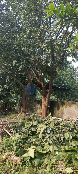  Industrial Land 2000 Sq. Meter for Sale in Palej, Bharuch