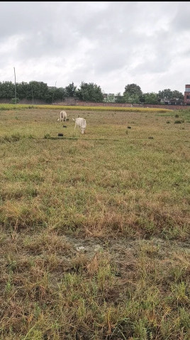  1360 Sq.ft. Residential Plot for Sale in Chand Chaura, Gaya