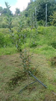  Residential Plot for Sale in Chamba, Tehri Garhwal