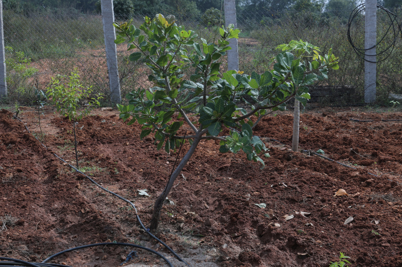  Agricultural Land 6534 Sq.ft. for Sale in AGS Layout, Banashankari, Bangalore
