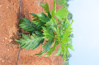 Agricultural Land for Sale in 10th Cross Rd, Bellandur, Bangalore