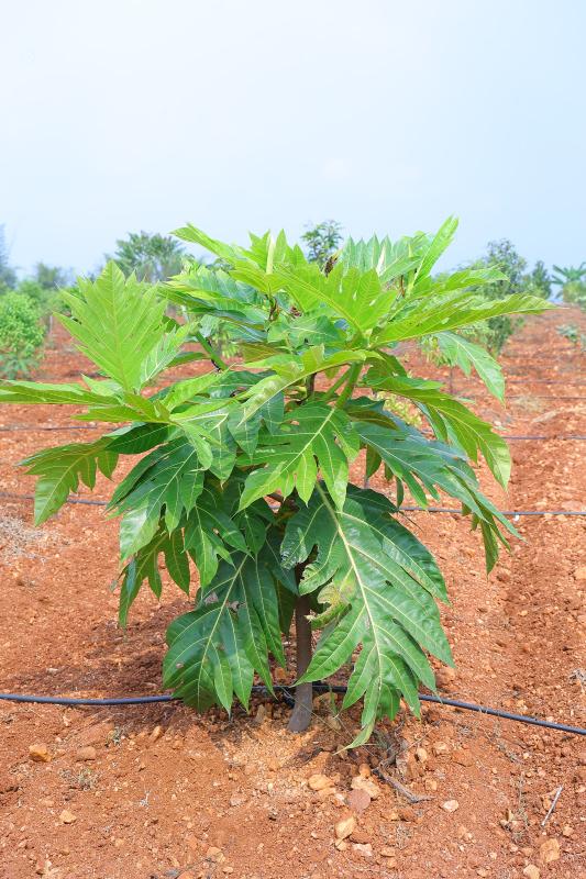  Agricultural Land 6534 Sq.ft. for Sale in 10th Cross Rd, Bellandur, Bangalore