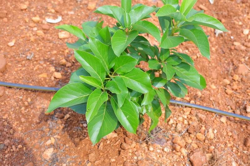 Agricultural Land 6534 Sq.ft. for Sale in 10th Cross Rd, Bellandur, Bangalore