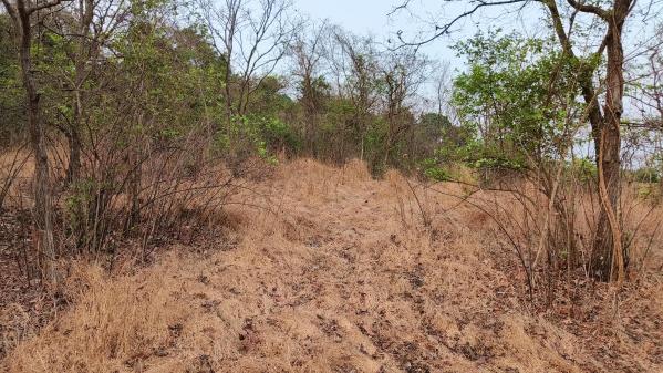  Commercial Land 3 Acre for Sale in Dapoli, Ratnagiri