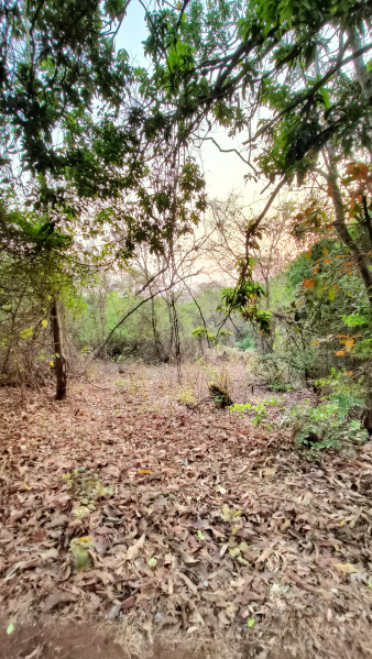  Commercial Land 3 Acre for Sale in Dapoli, Ratnagiri