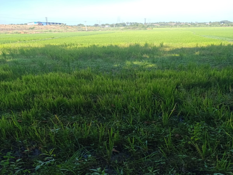  Agricultural Land 9 Cent for Sale in Agastheeswaram, Kanyakumari
