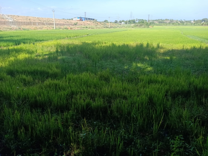  Agricultural Land 9 Cent for Sale in Agastheeswaram, Kanyakumari