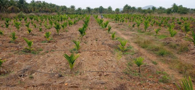  Agricultural Land 1 Acre for Sale in Dandeli, Uttara Kannada