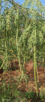  Agricultural Land for Sale in Rajankunte, Bangalore