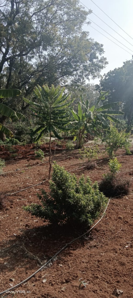  Agricultural Land 6534 Sq.ft. for Sale in Rajankunte, Bangalore