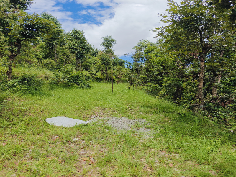  Residential Plot 4644 Sq.ft. for Sale in Simtola, Almora