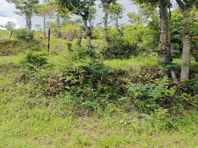  Residential Plot 4000 Sq.ft. for Sale in Kausani, Almora
