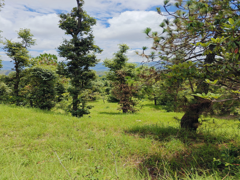  Residential Plot 36000 Sq.ft. for Sale in Shaharfatak, Almora