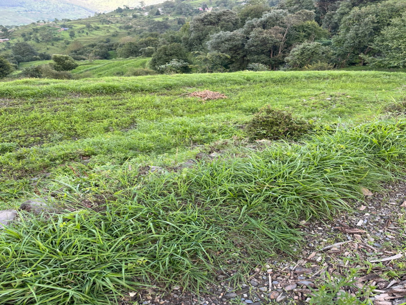 Residential Plot 7776 Sq.ft. for Sale in Didihat, Pithoragarh